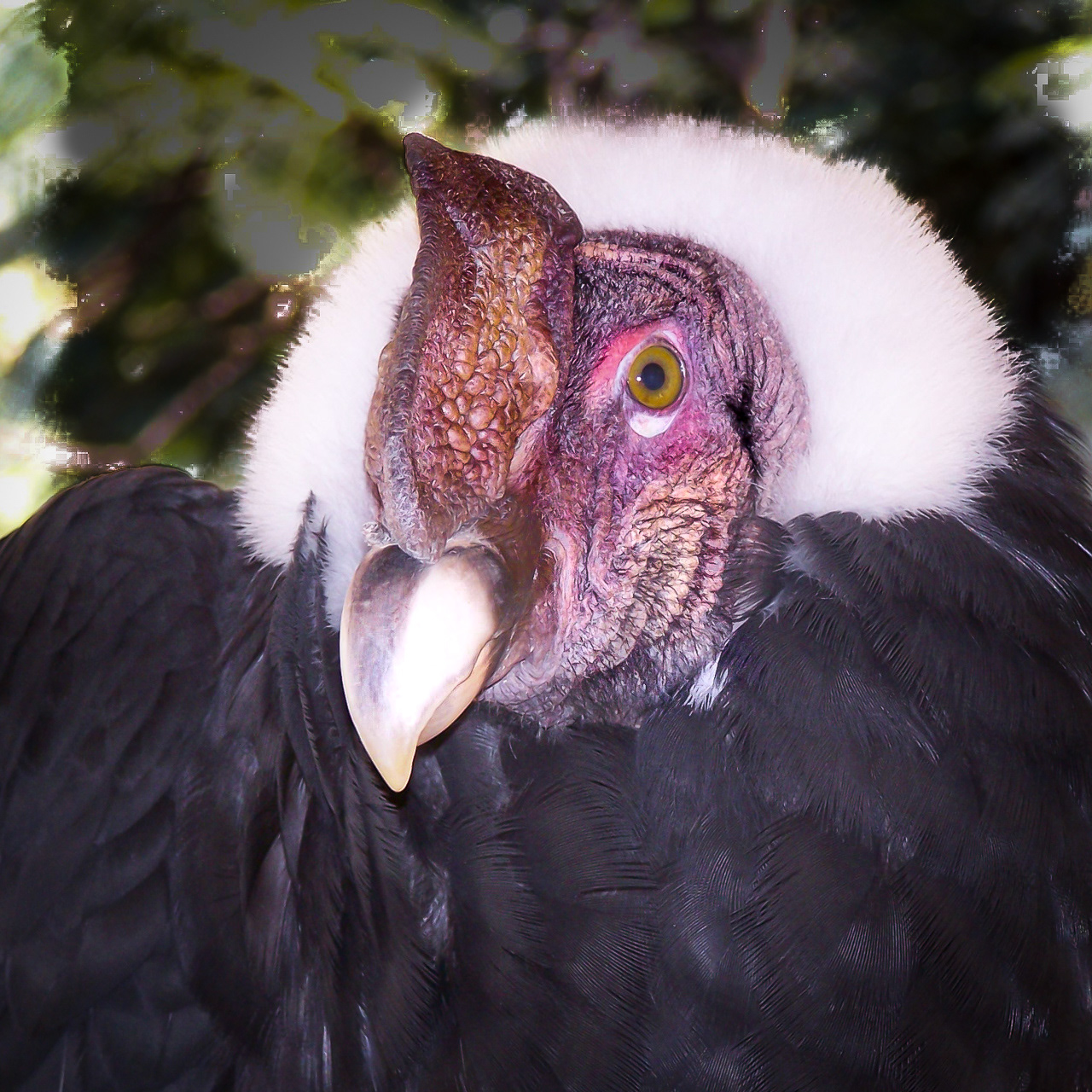 Andean Condor - Peru