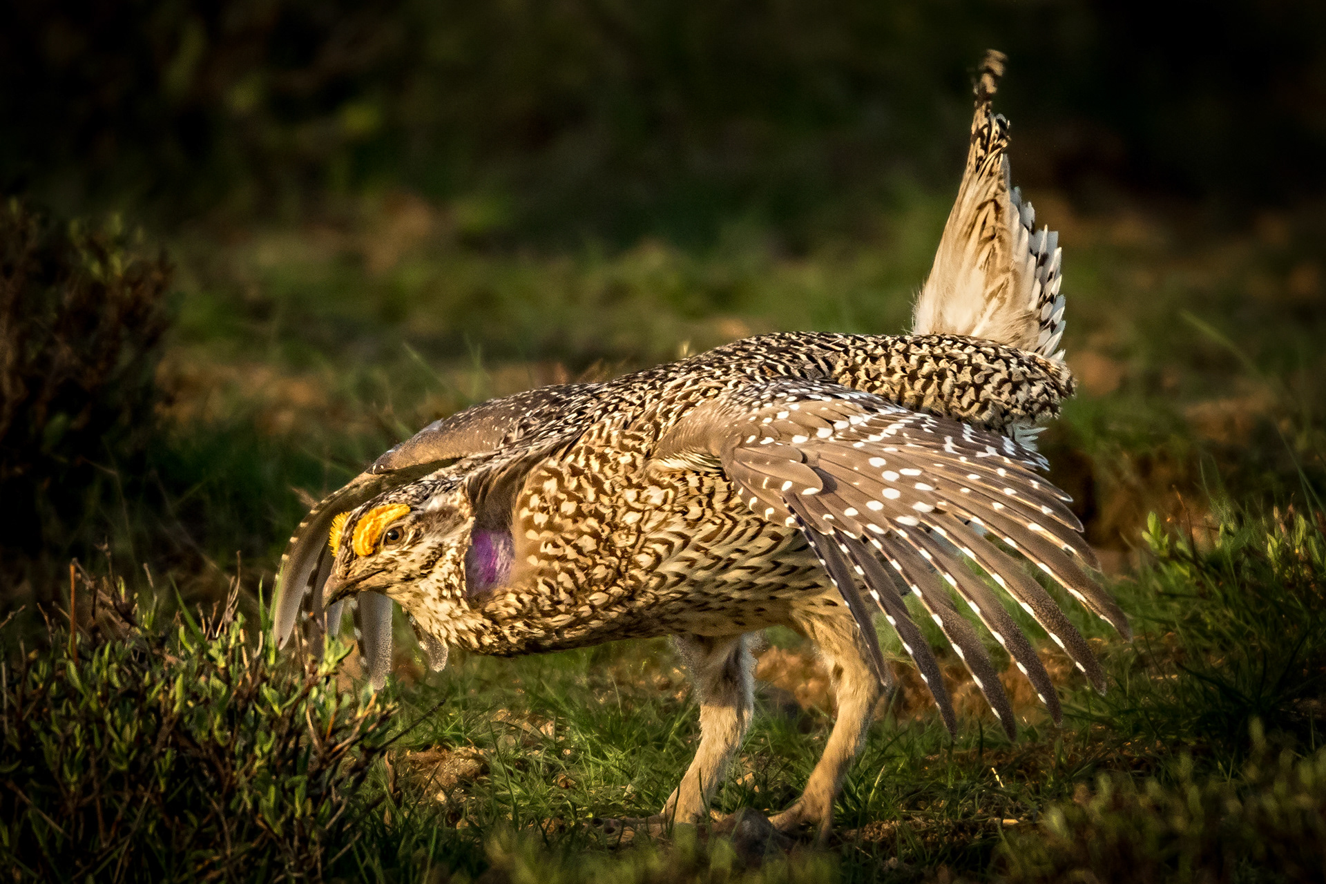 Sharp-tailed Grouse - Idaho, USA