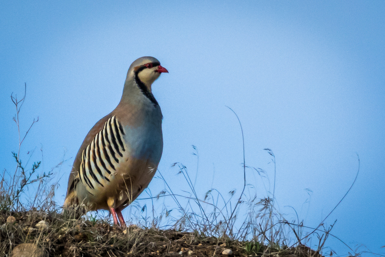 Chukar Partridge - Idaho, USA