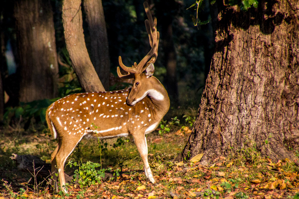Chital - India