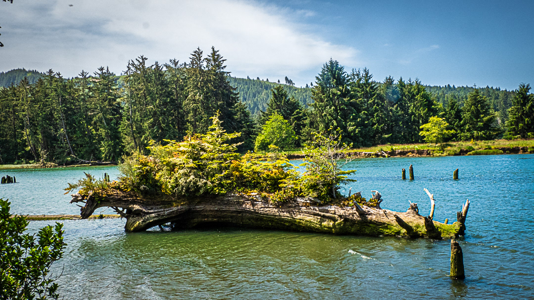 Floating forest, Siuslaw River, Oregon