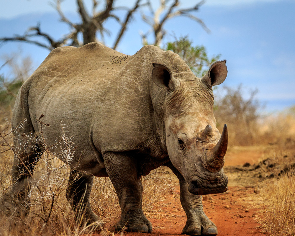 White rhinoceros - eSwatini