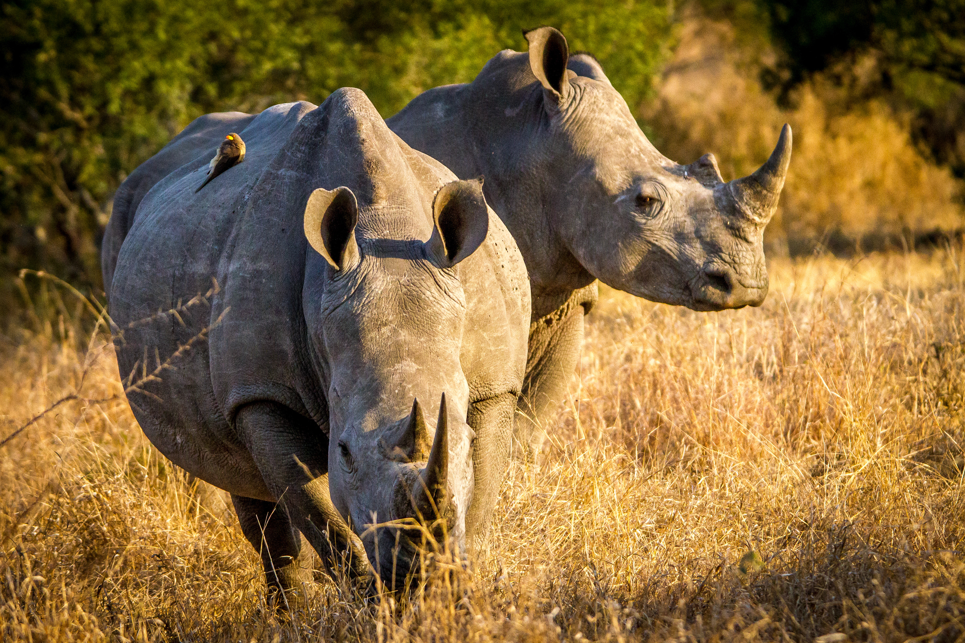 White rhinoceros - eSwatini