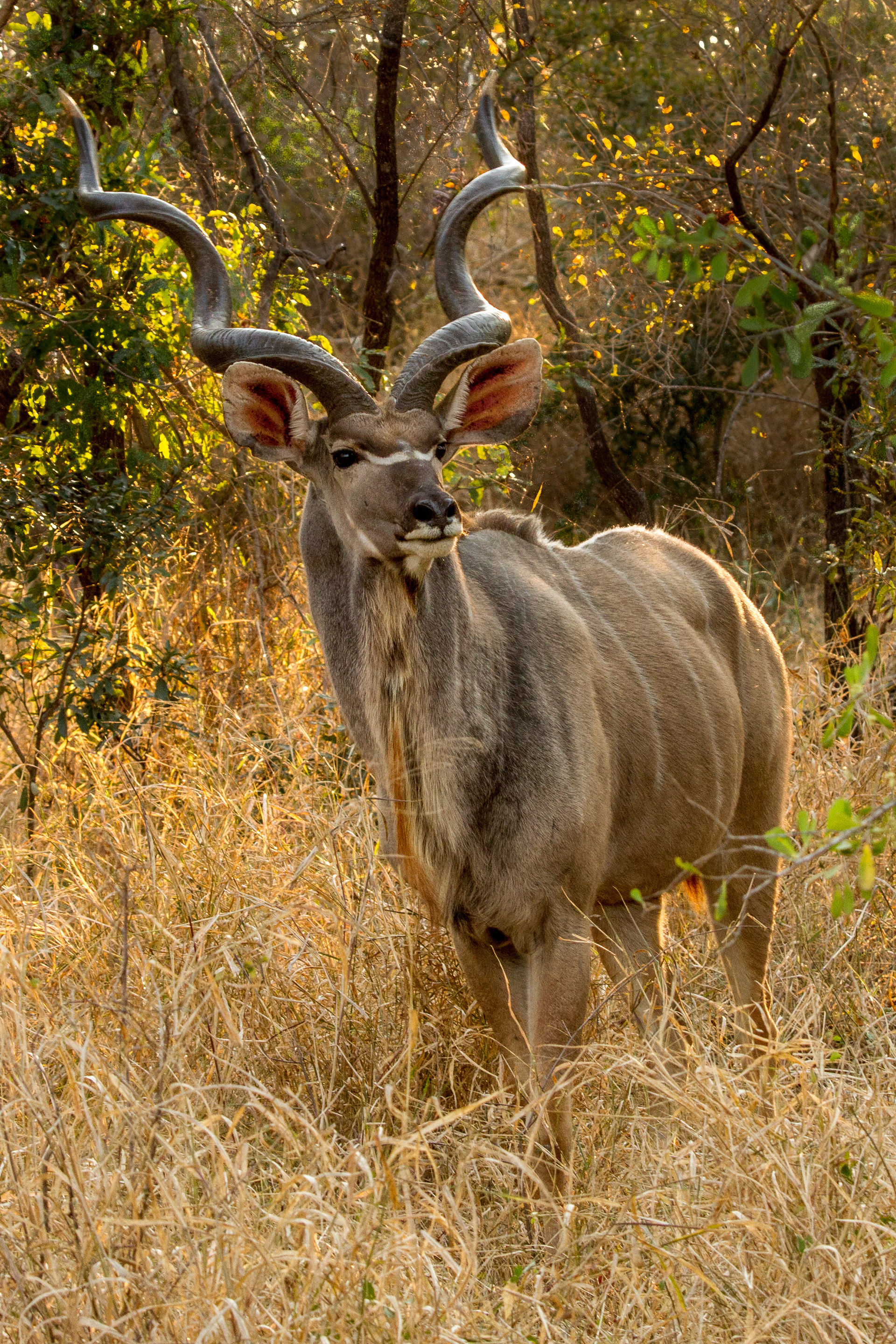 Greater Kudu - Tanzania