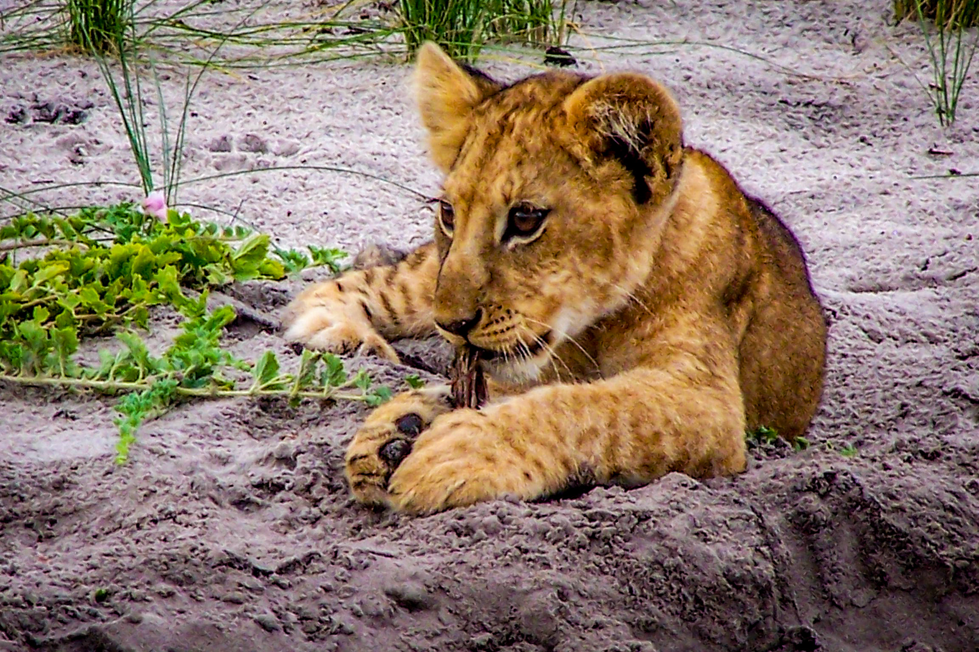 Lion cub - Botswana