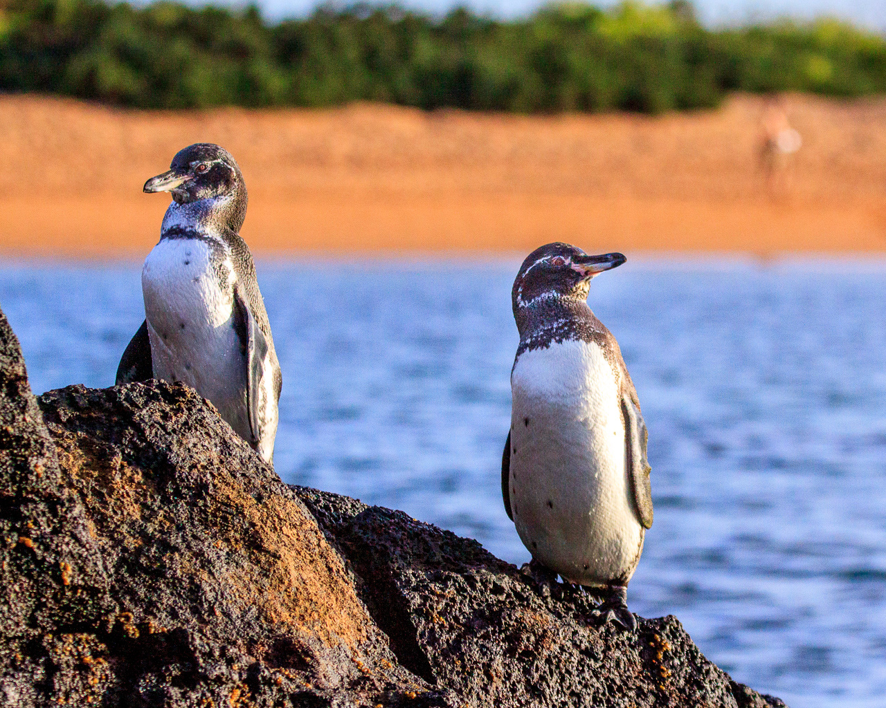 Galapgos Penguins - Ecuador