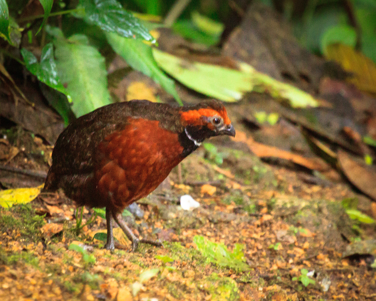 Rufous-fronted Wood Quail - Peru