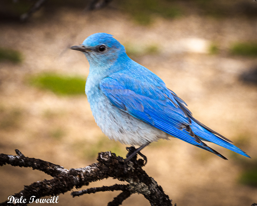 Mountain Bluebird, USA