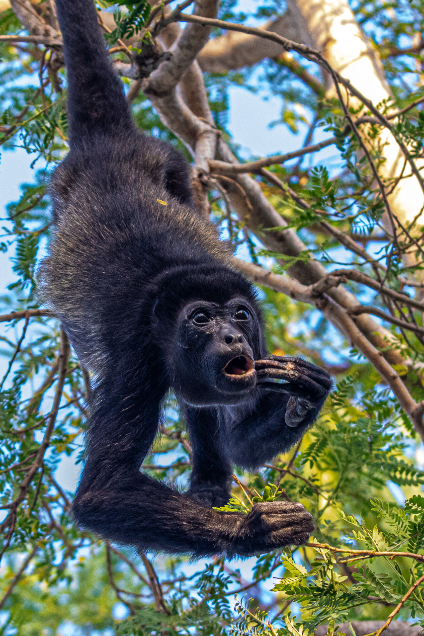 Black Howler Monkey