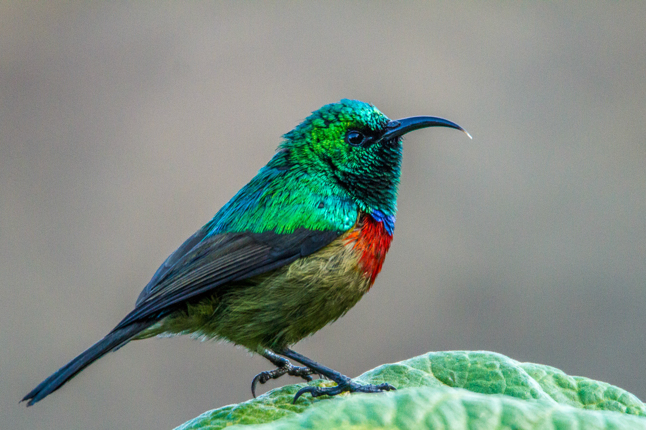 Double-collared Sunbird - Kenya