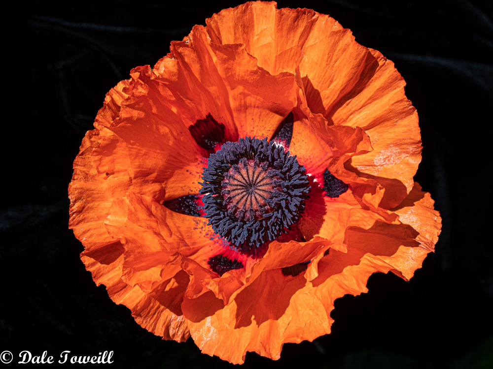 Oriental Poppy