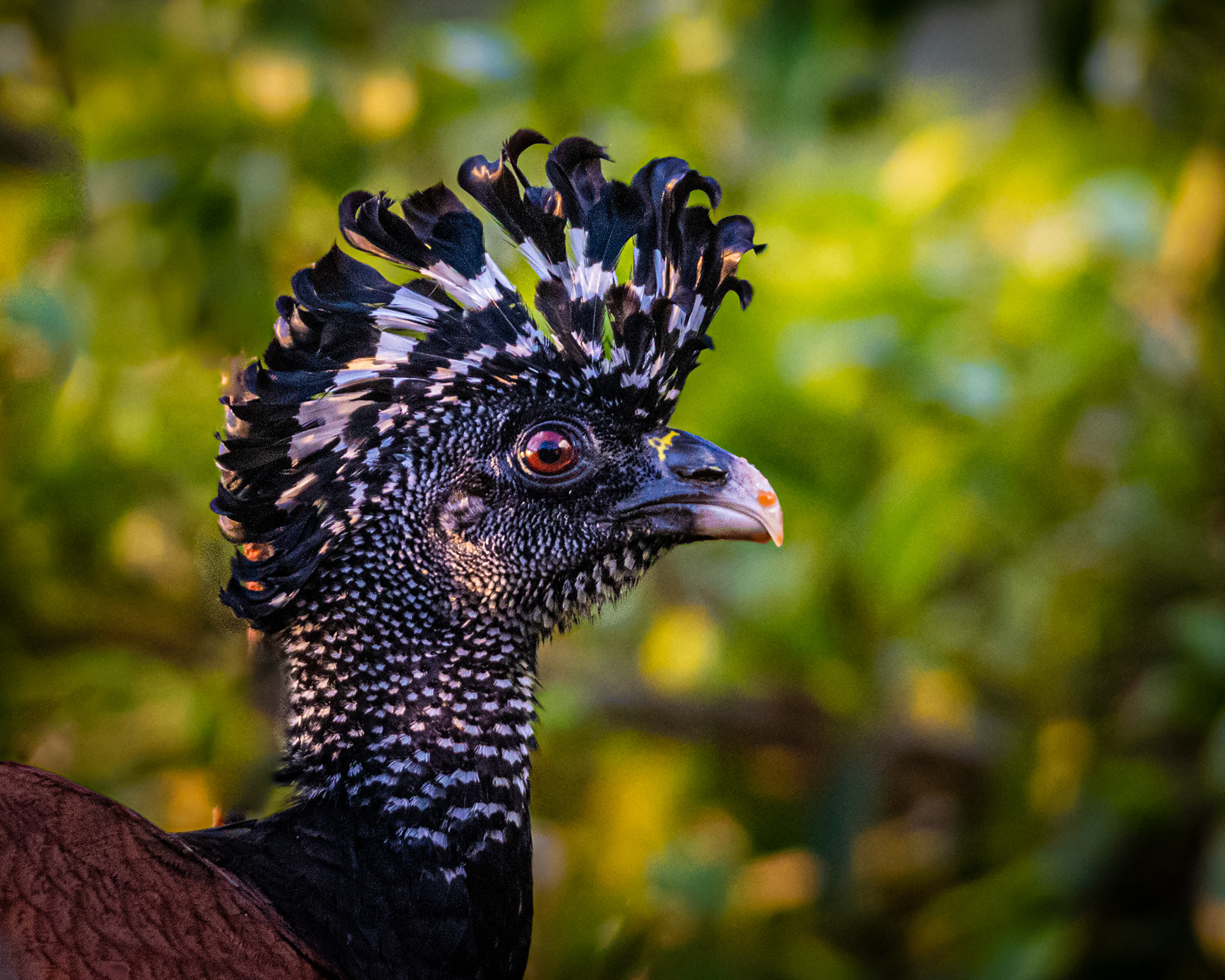 GHreat Currasow - Costa Rica