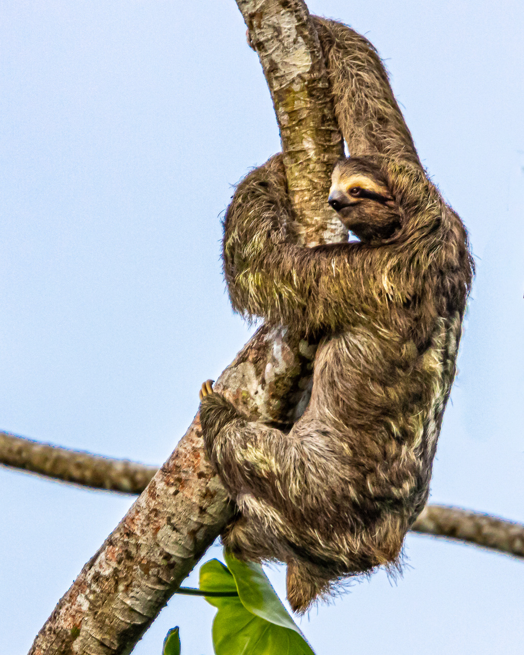 Sloth - Peru