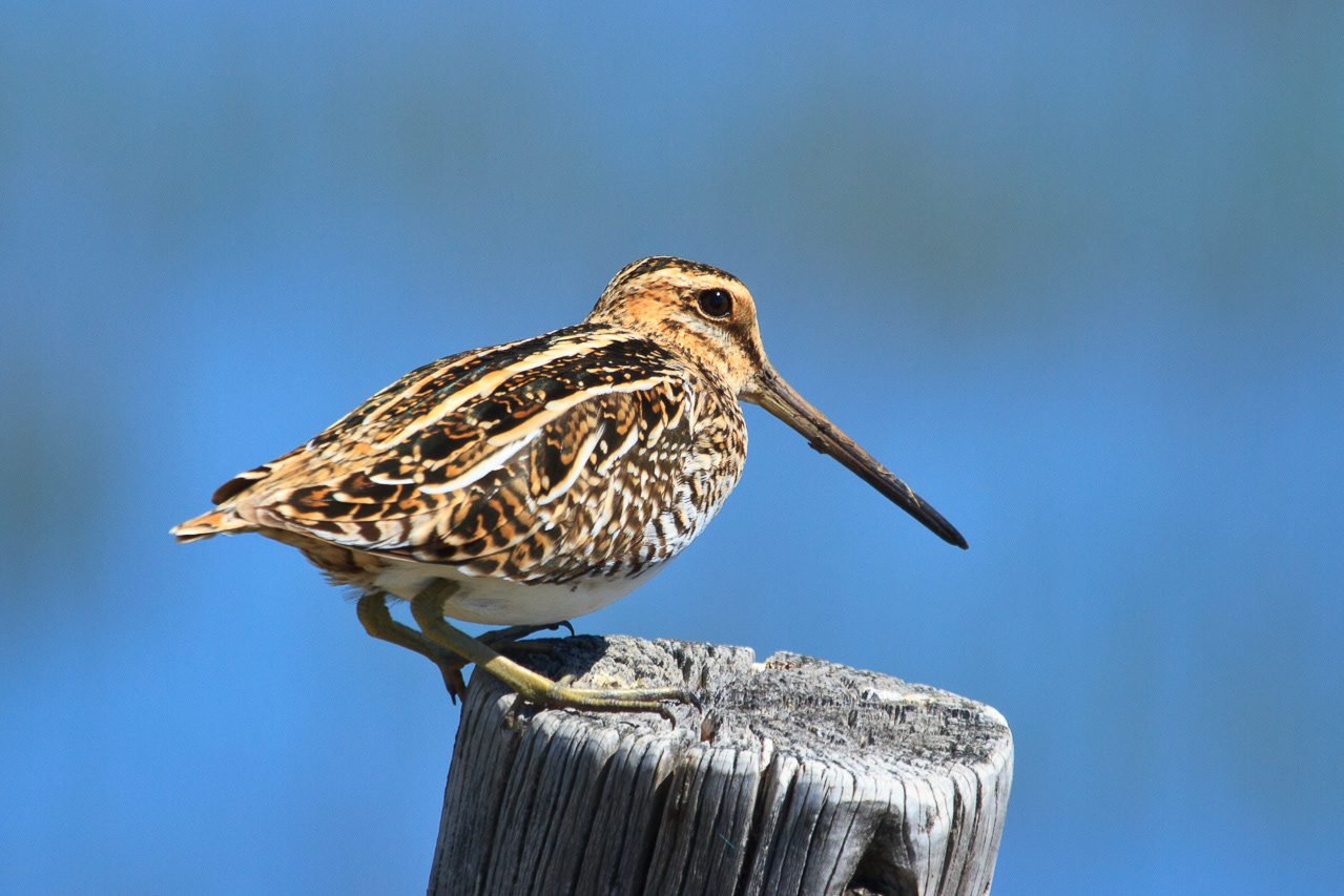 Common Snipe - Idaho, USA