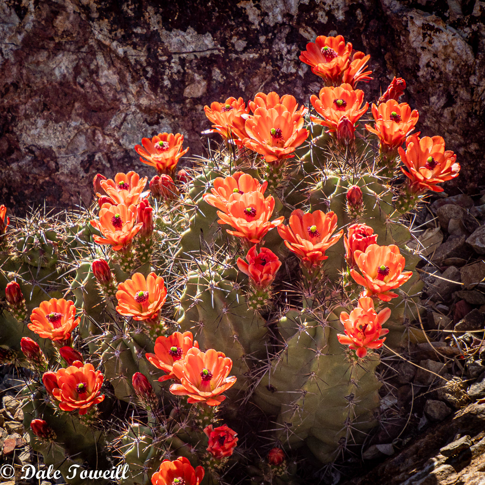 Prickly Pear
