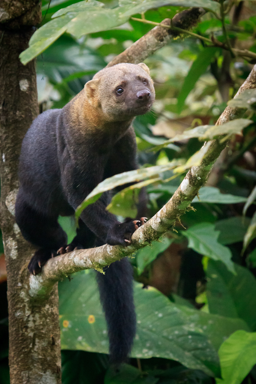 Tayra - Peru
