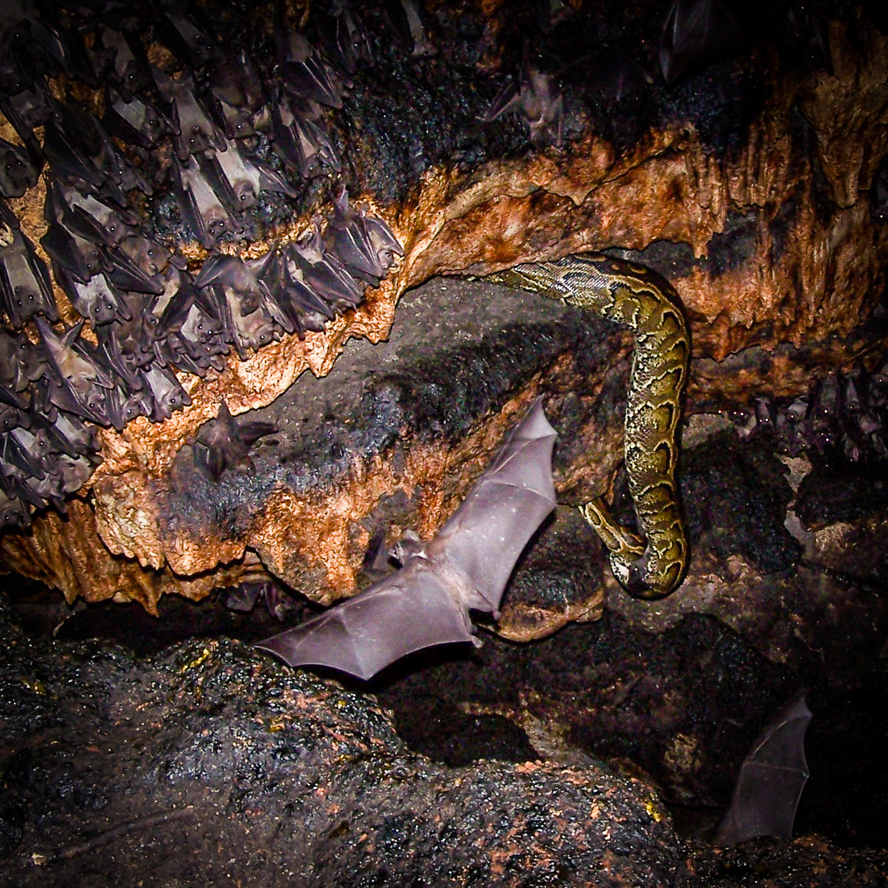 Rock python hunting Egyptian bats