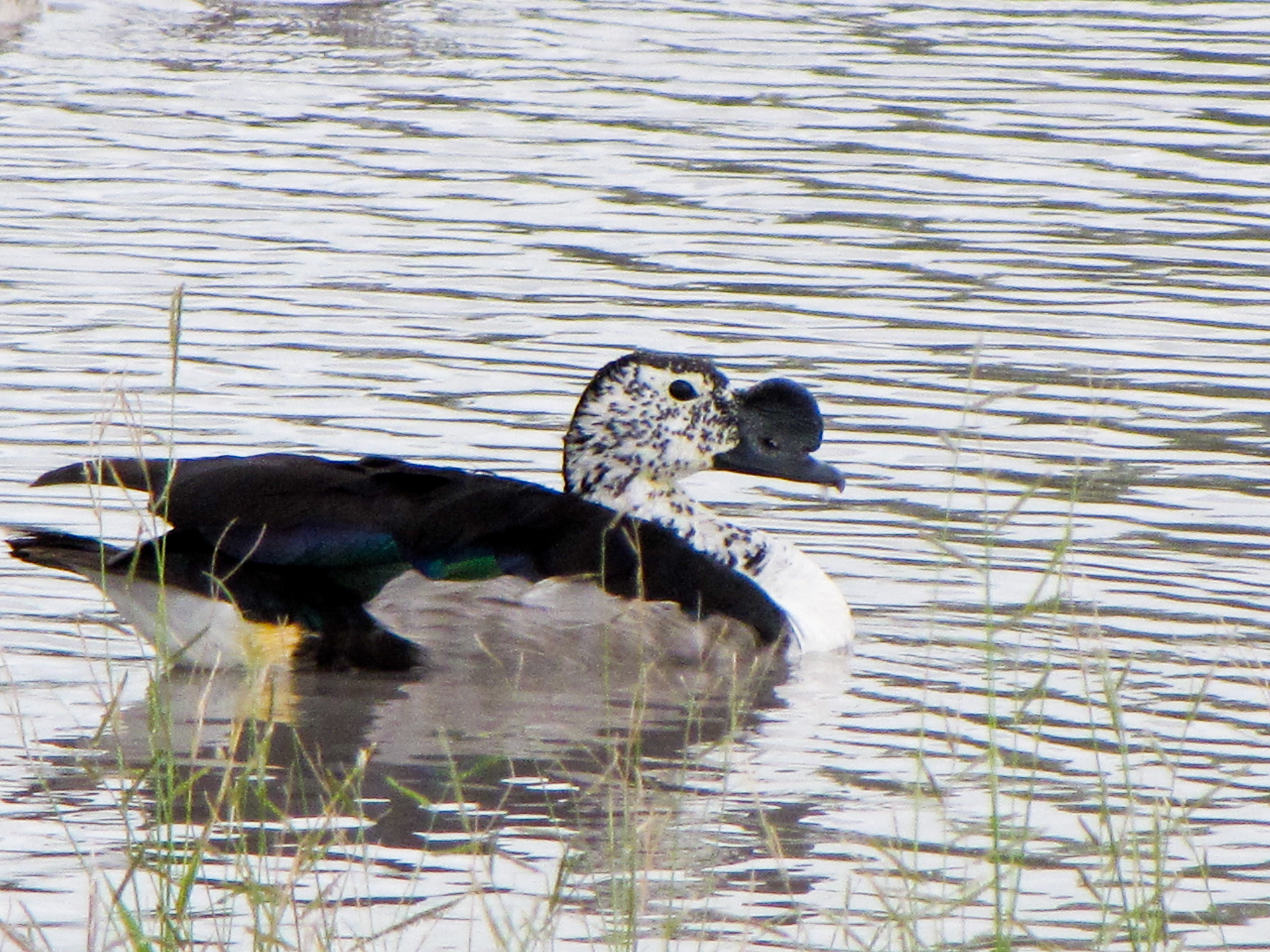 Knob-billed Duck - Botswana