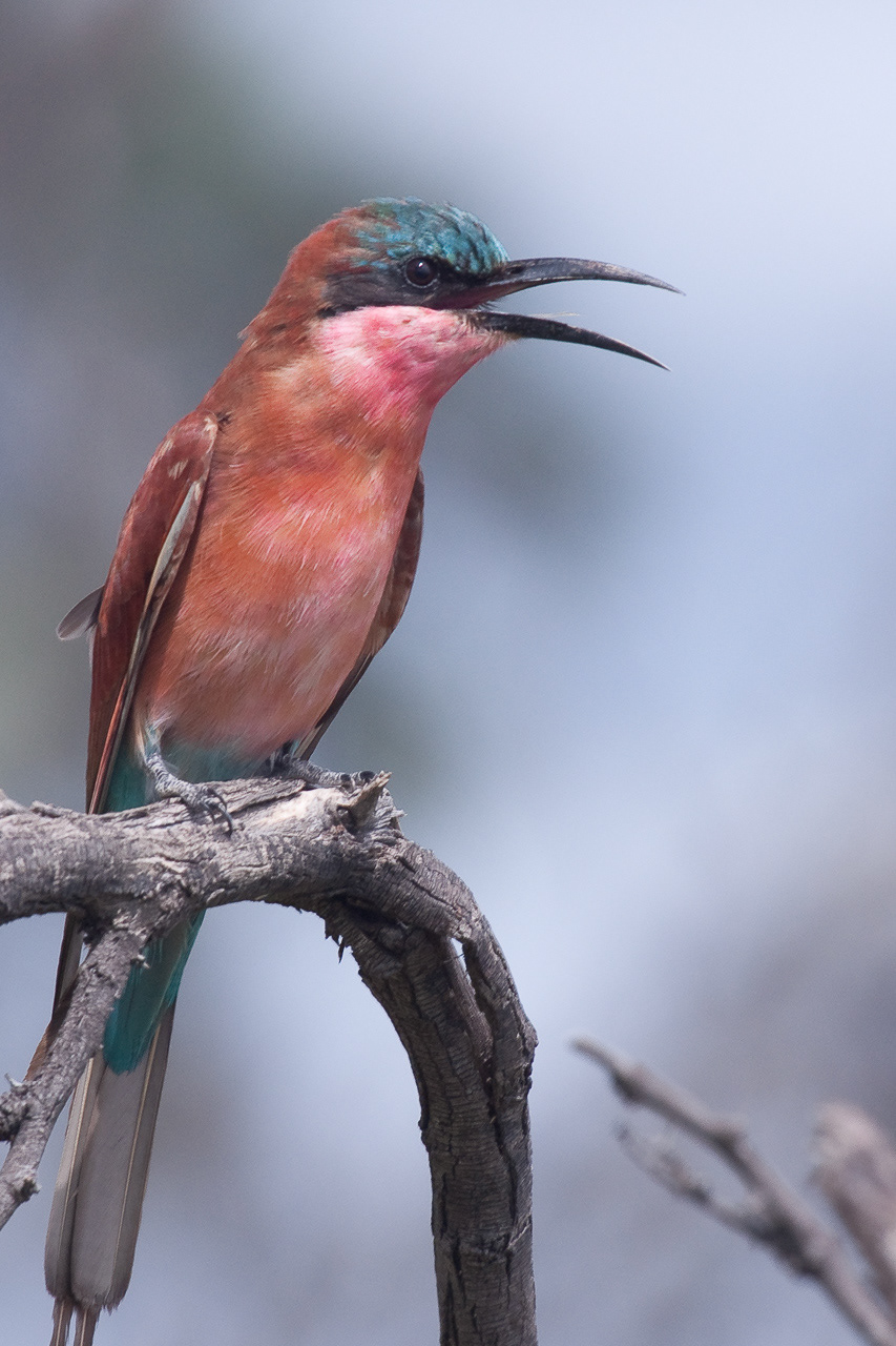 Carmine Bee-eater