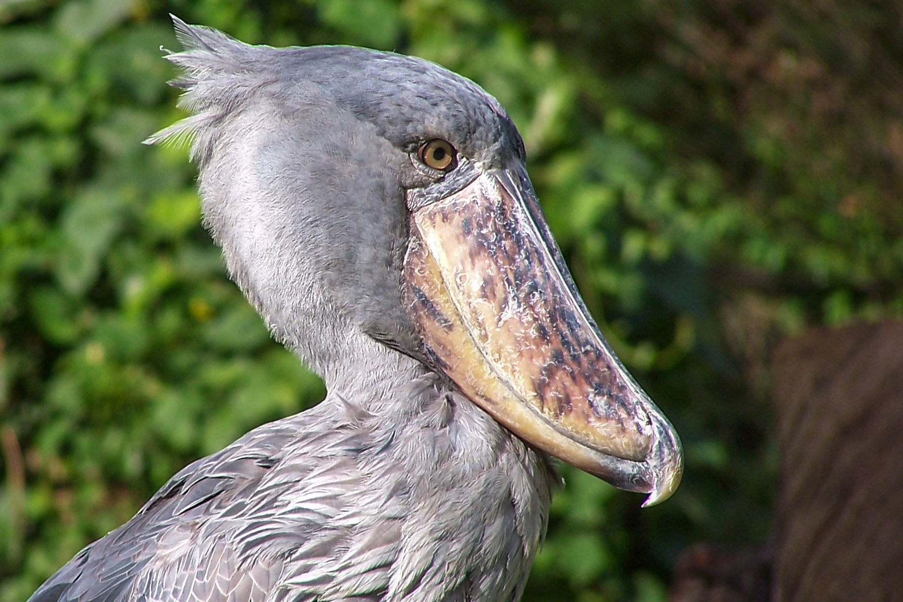 Shoebill - Uganda