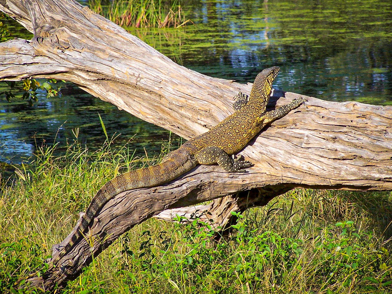 Nile monitor lizard