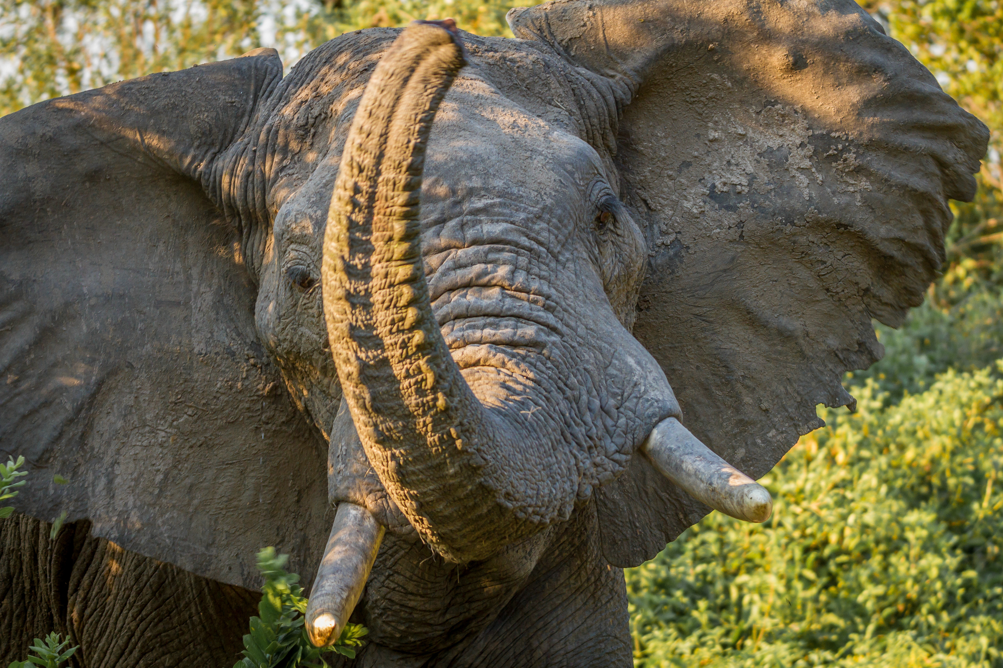 Elephant - Tanzania