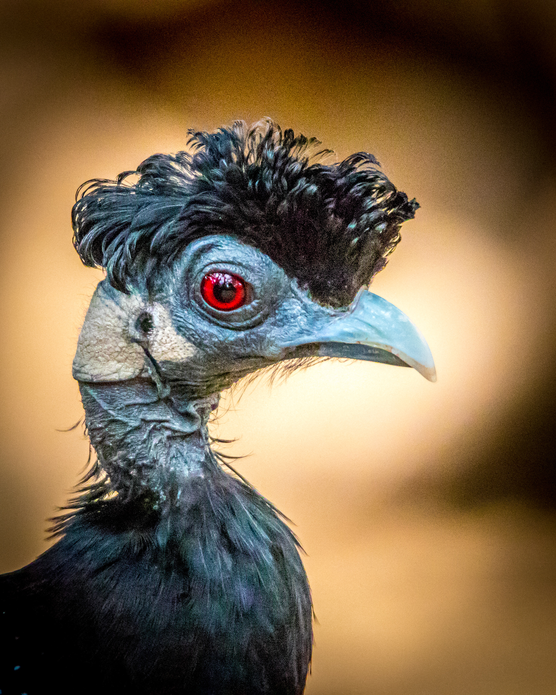 Crested Guineafowl