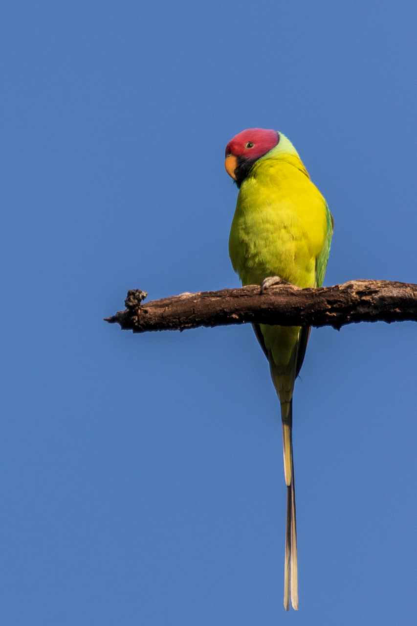 Plum-headed Parakeet