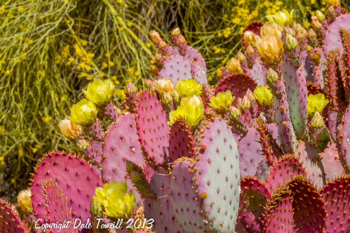 Prickly Pear