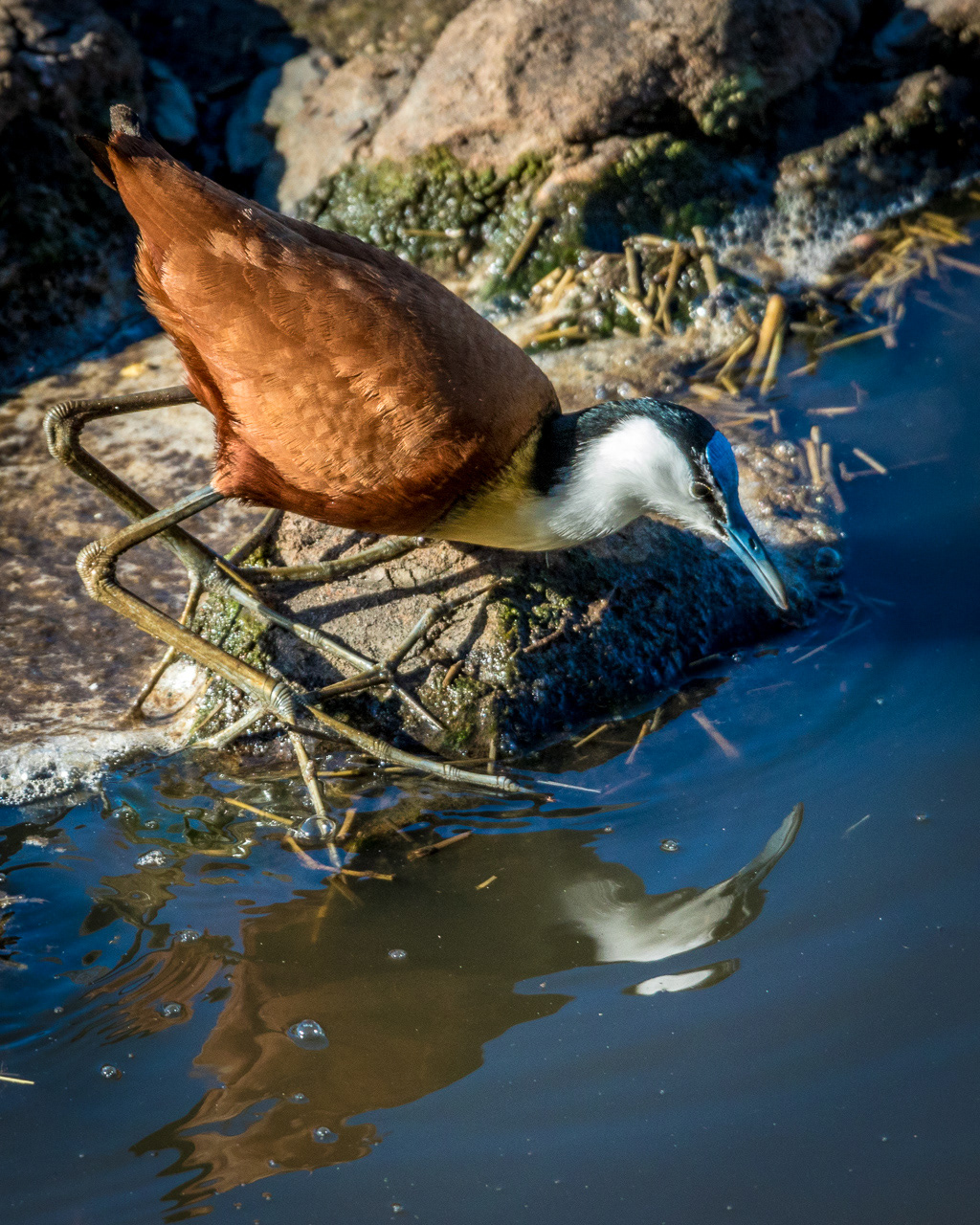 African Jacana - South Africa