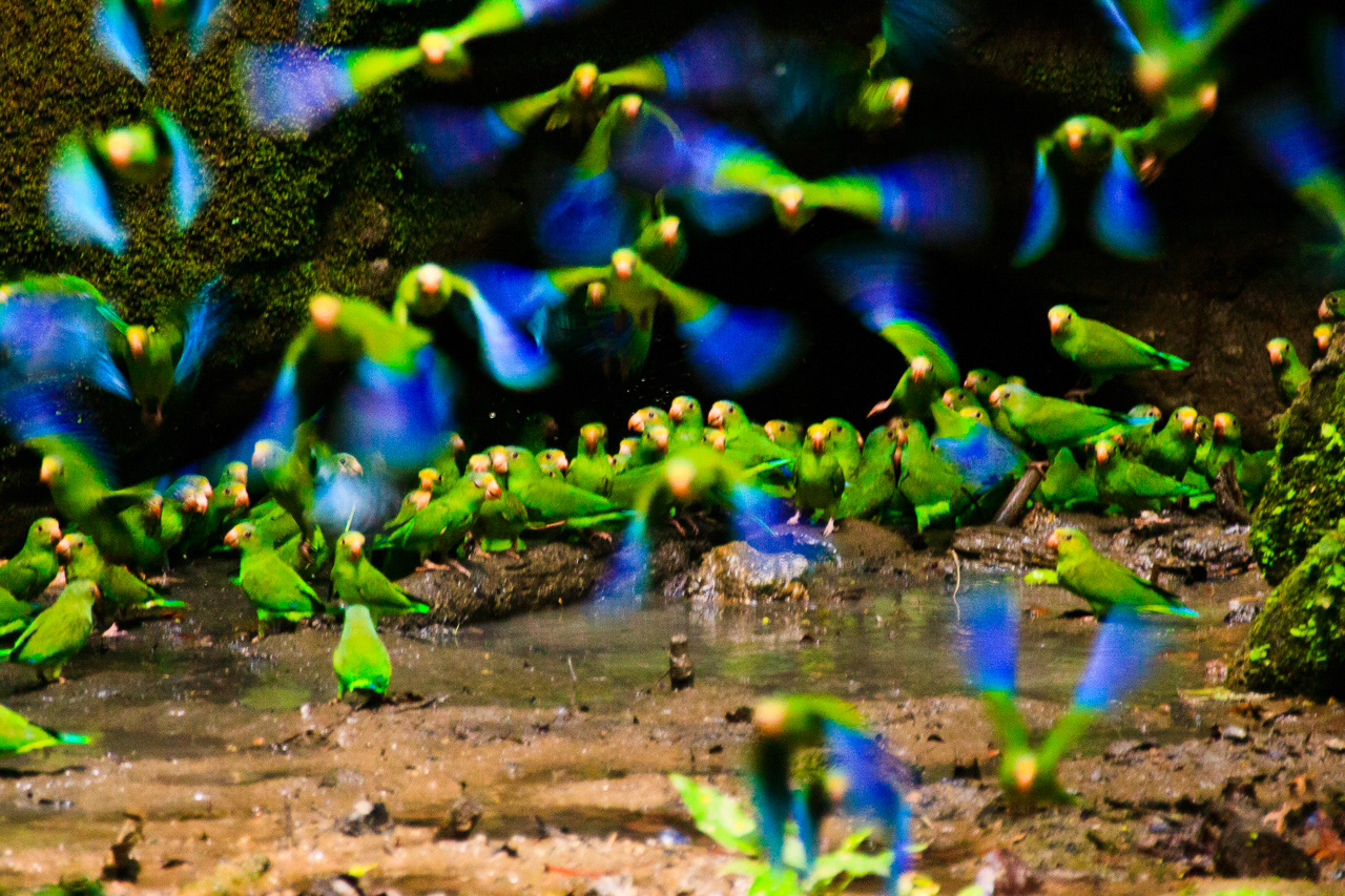 Cobalt-winged Parakeets - Ecuador