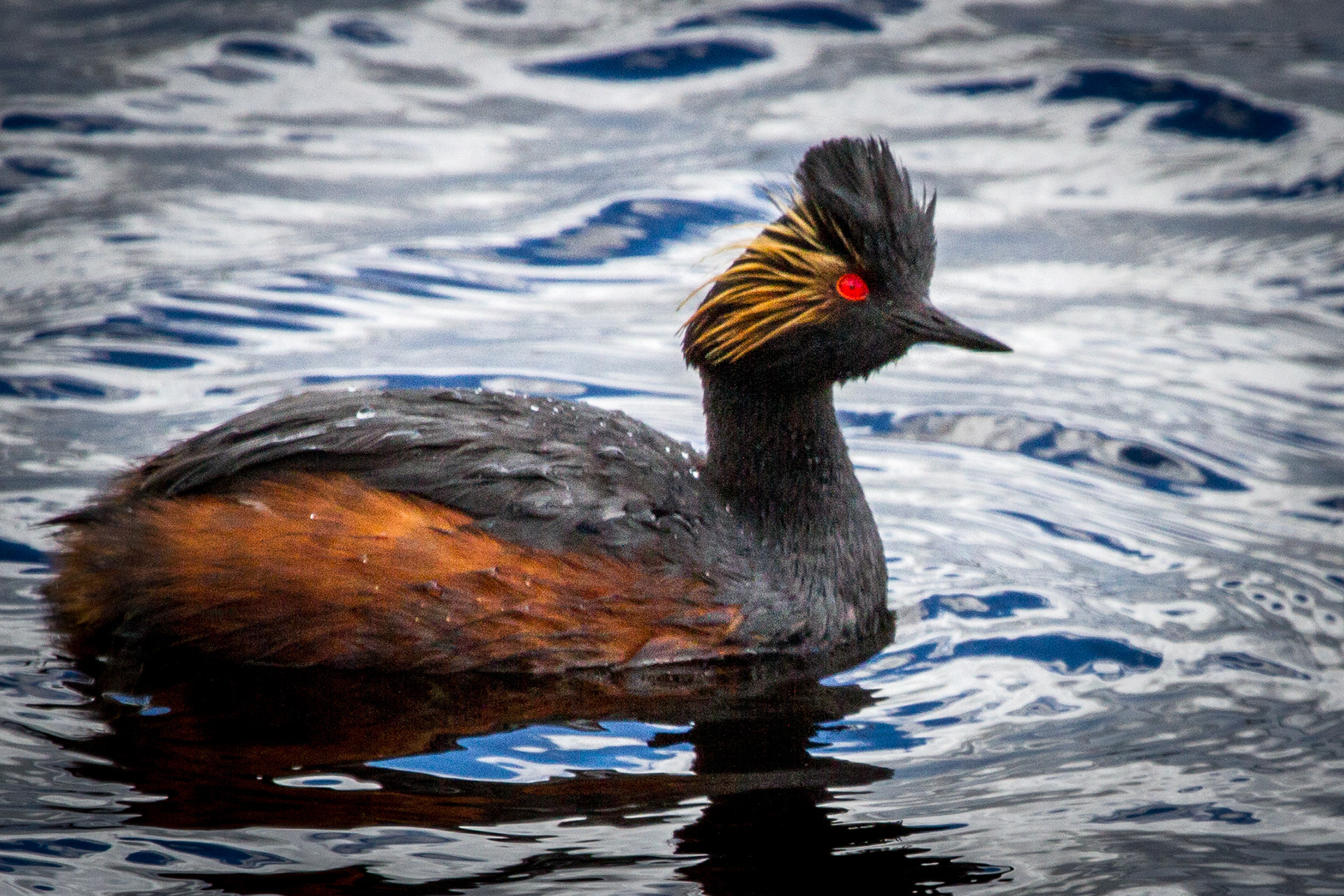 Eared Grebe - Idaho, USA