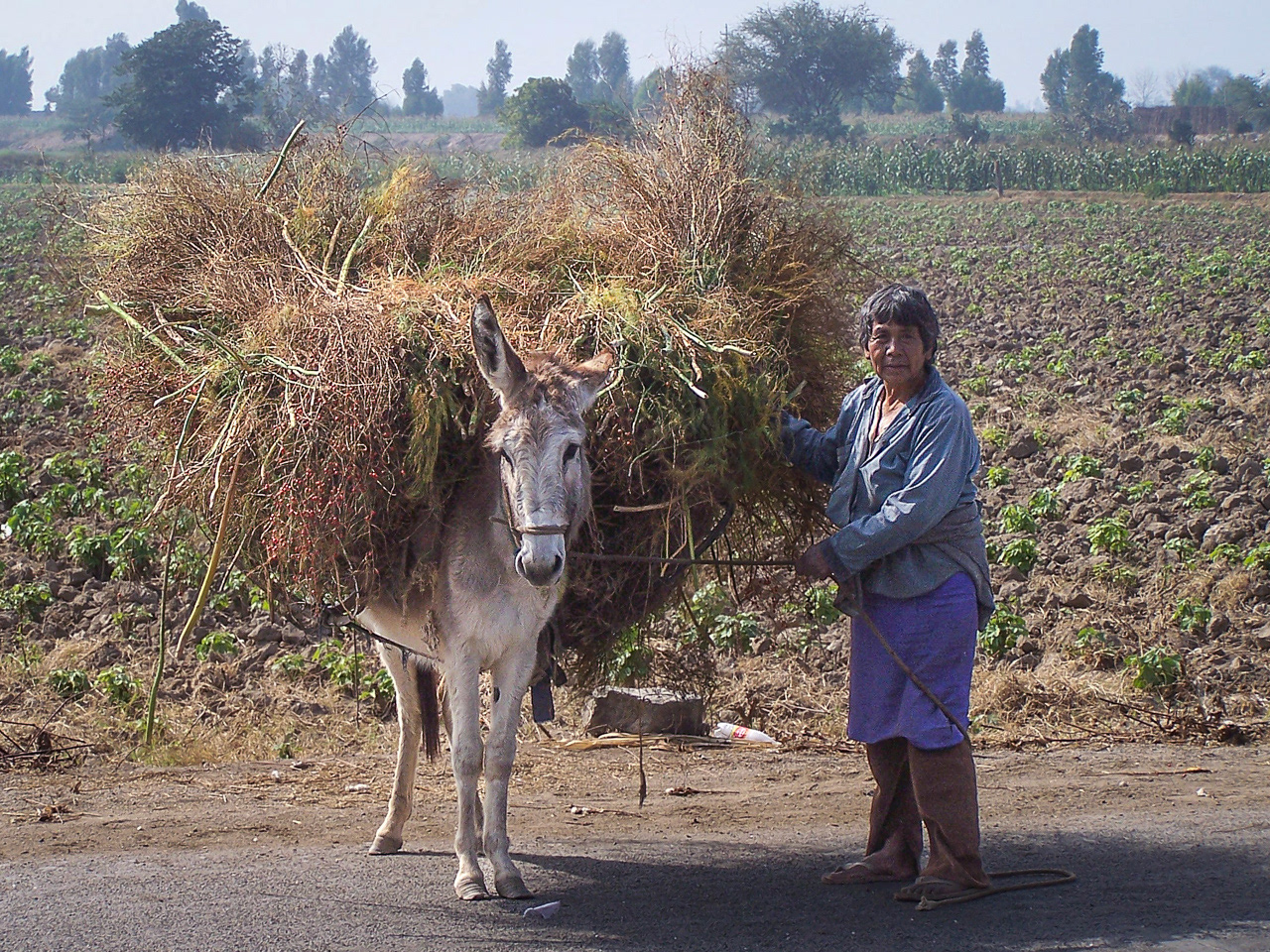 Wood gatherer - Ecuador