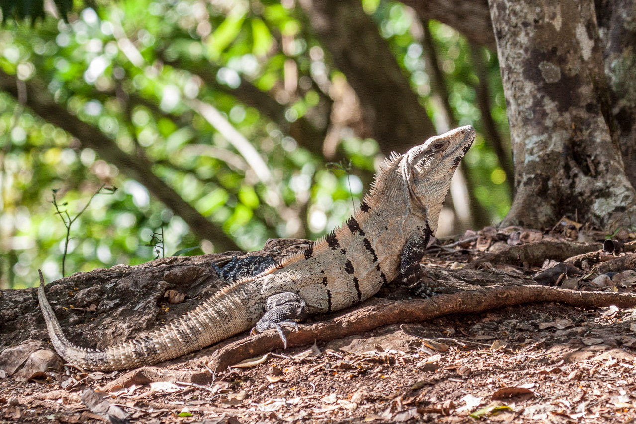 Black iguana - Mexico