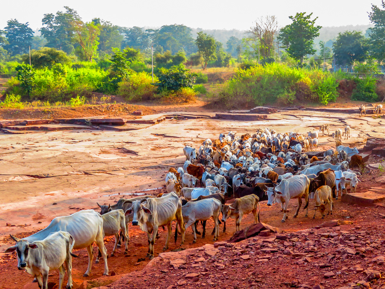 Savred cattle - India