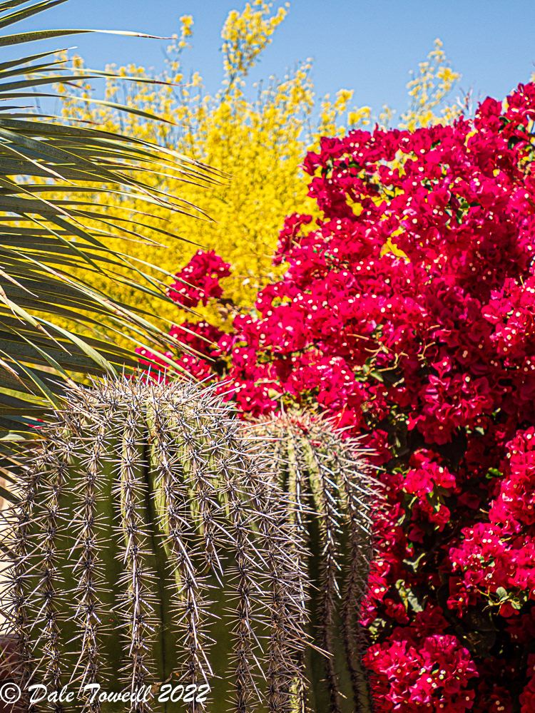 Barrel Cactus