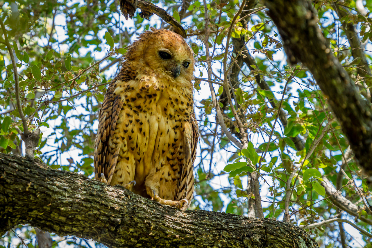 Pel''s Fishing Owl - Botswana