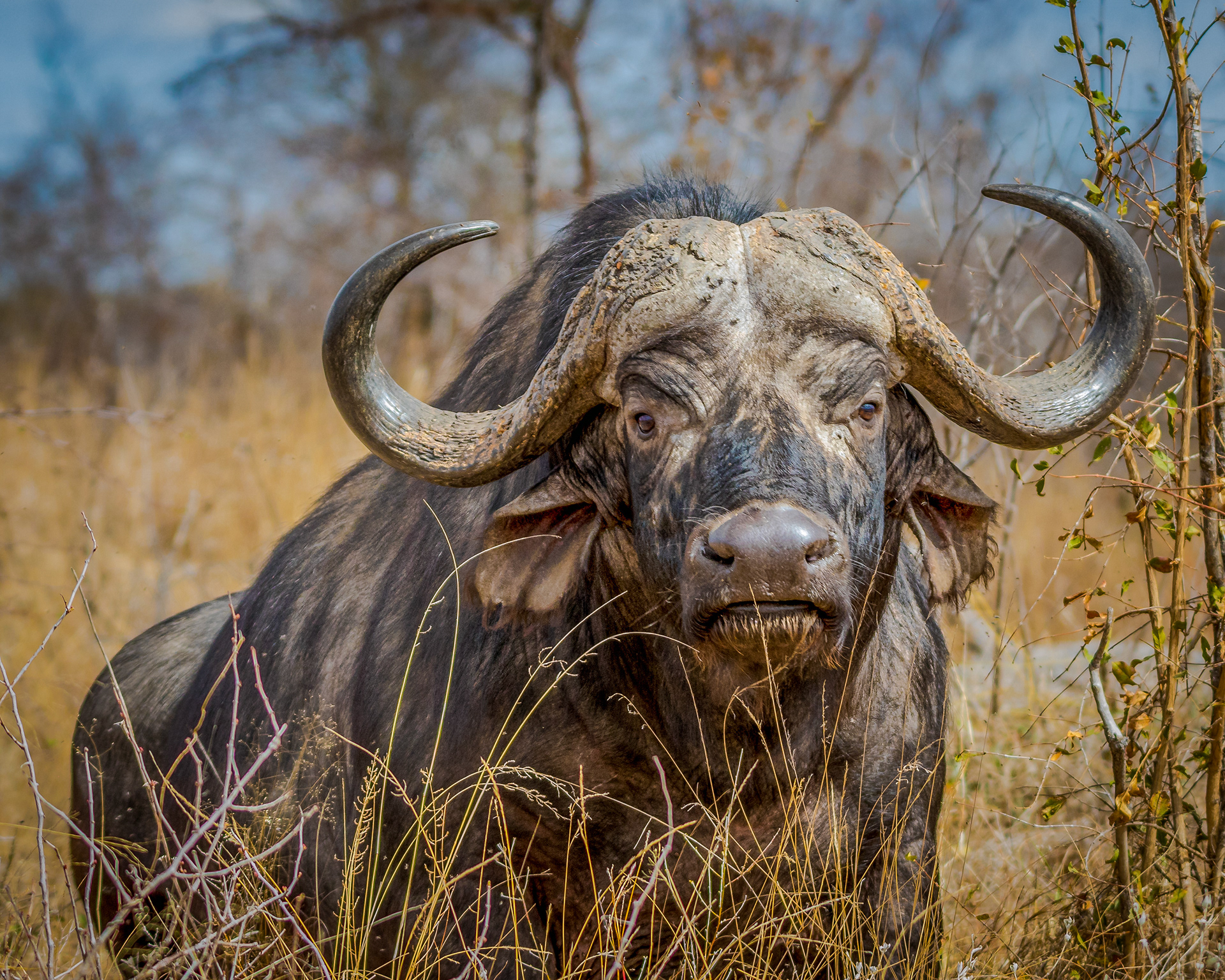 Cape Buffalo- South Africa