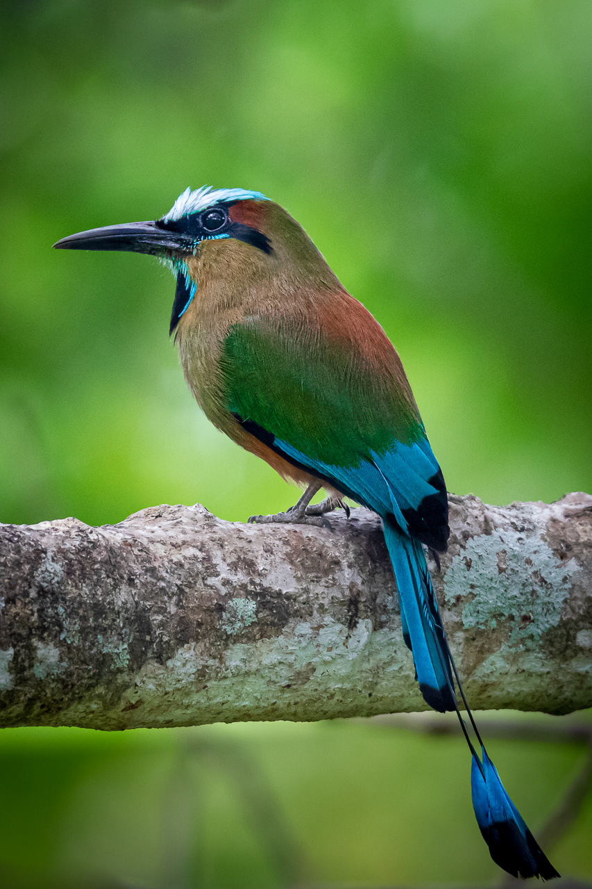 Turquoise-browed Motmot