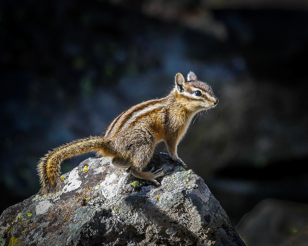 Chipmunk - Wyoming
