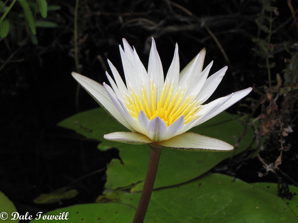 Day Lily, Botswana