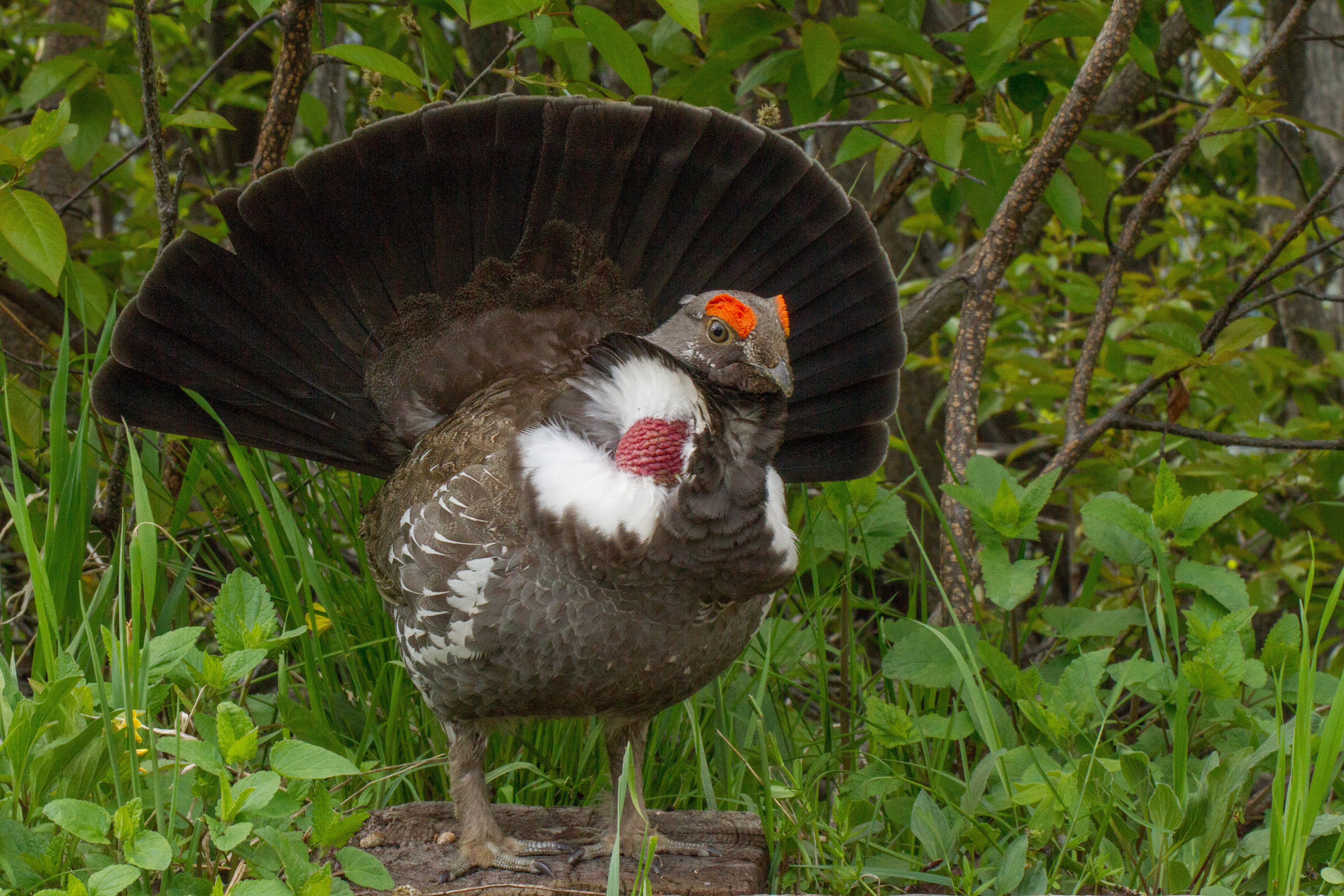 Dusky Grouse - Wyoming, USA