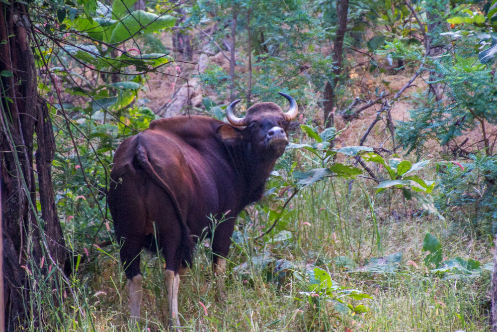 Gaur - India