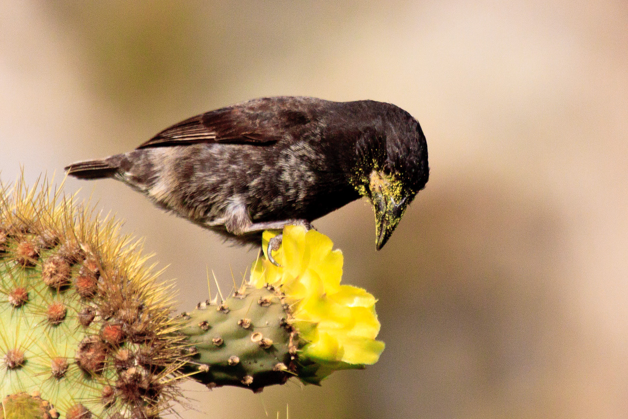 Cacts Finch - Galapagos Islands, Ecuador