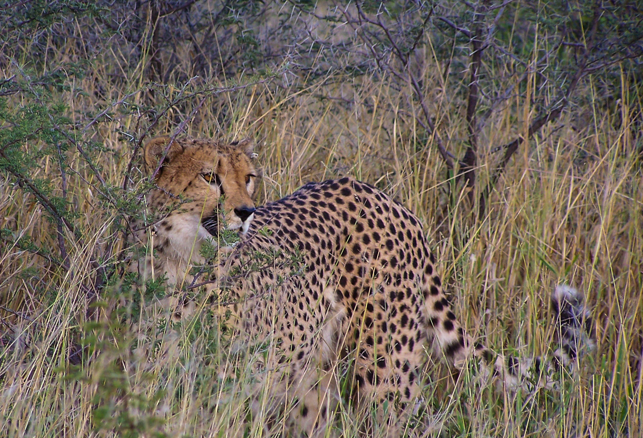 Cheetah - Namibia
