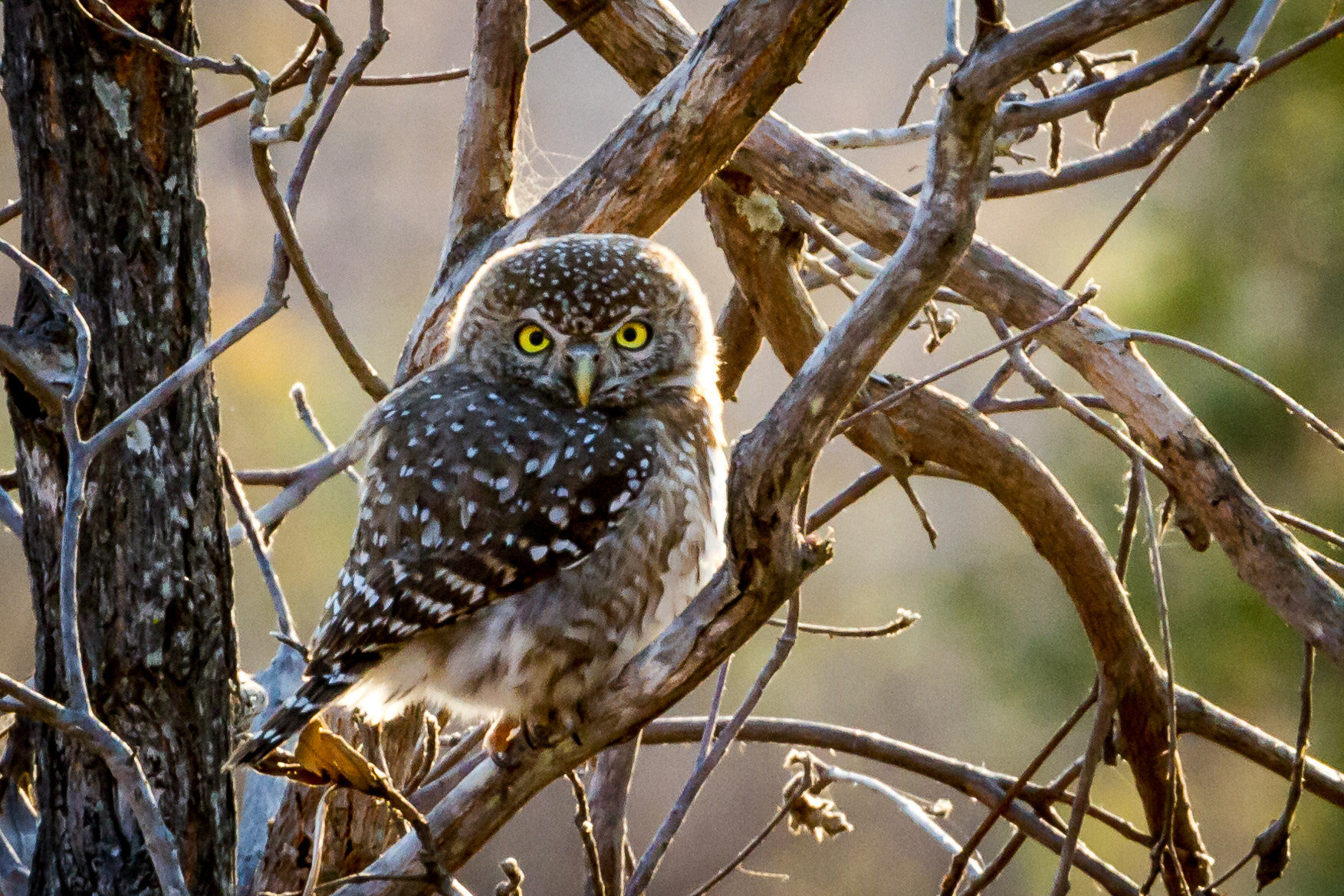 Pearl-spotted Owlet - South Africa