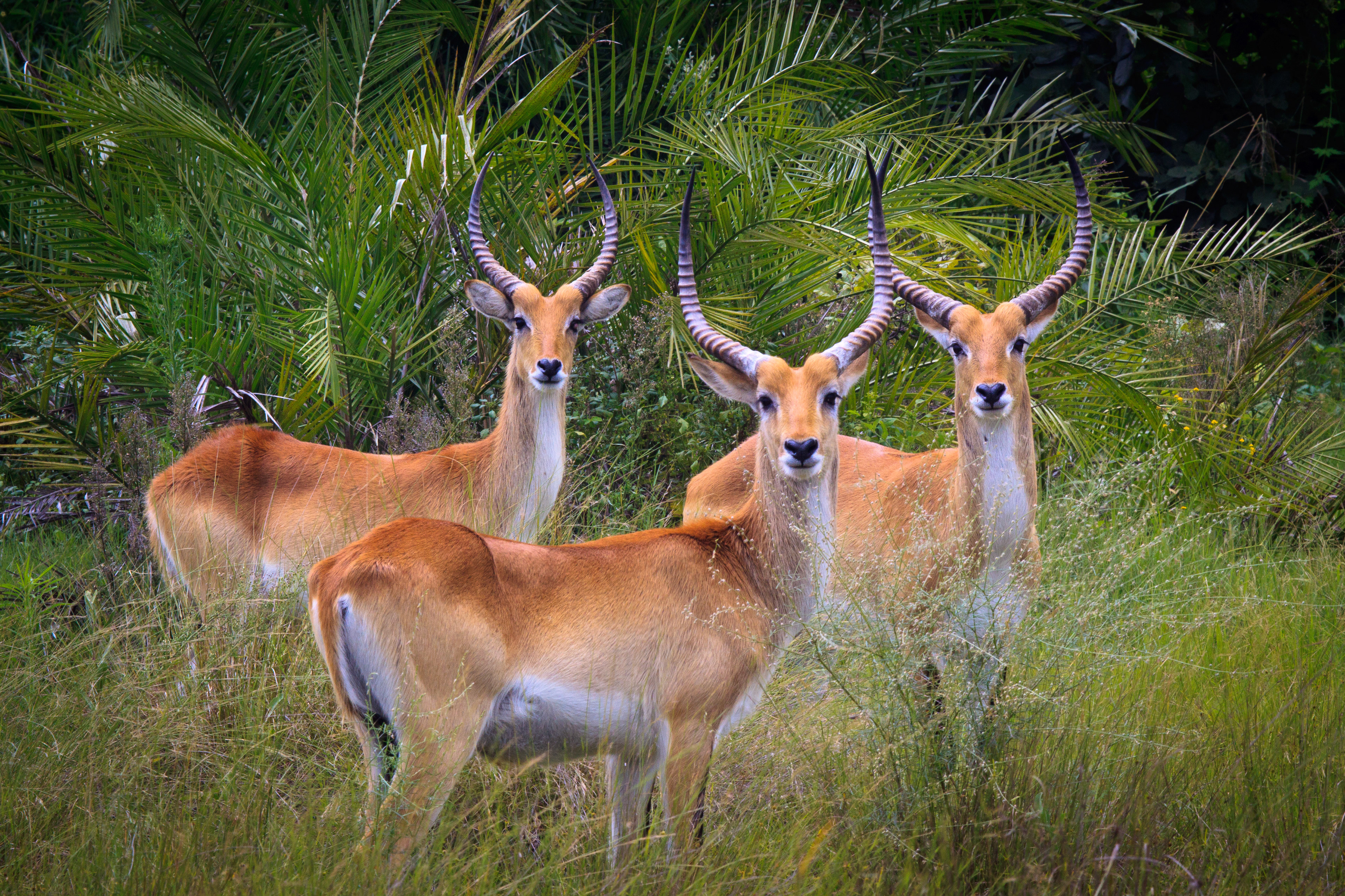 Red Lechwe - Botswana