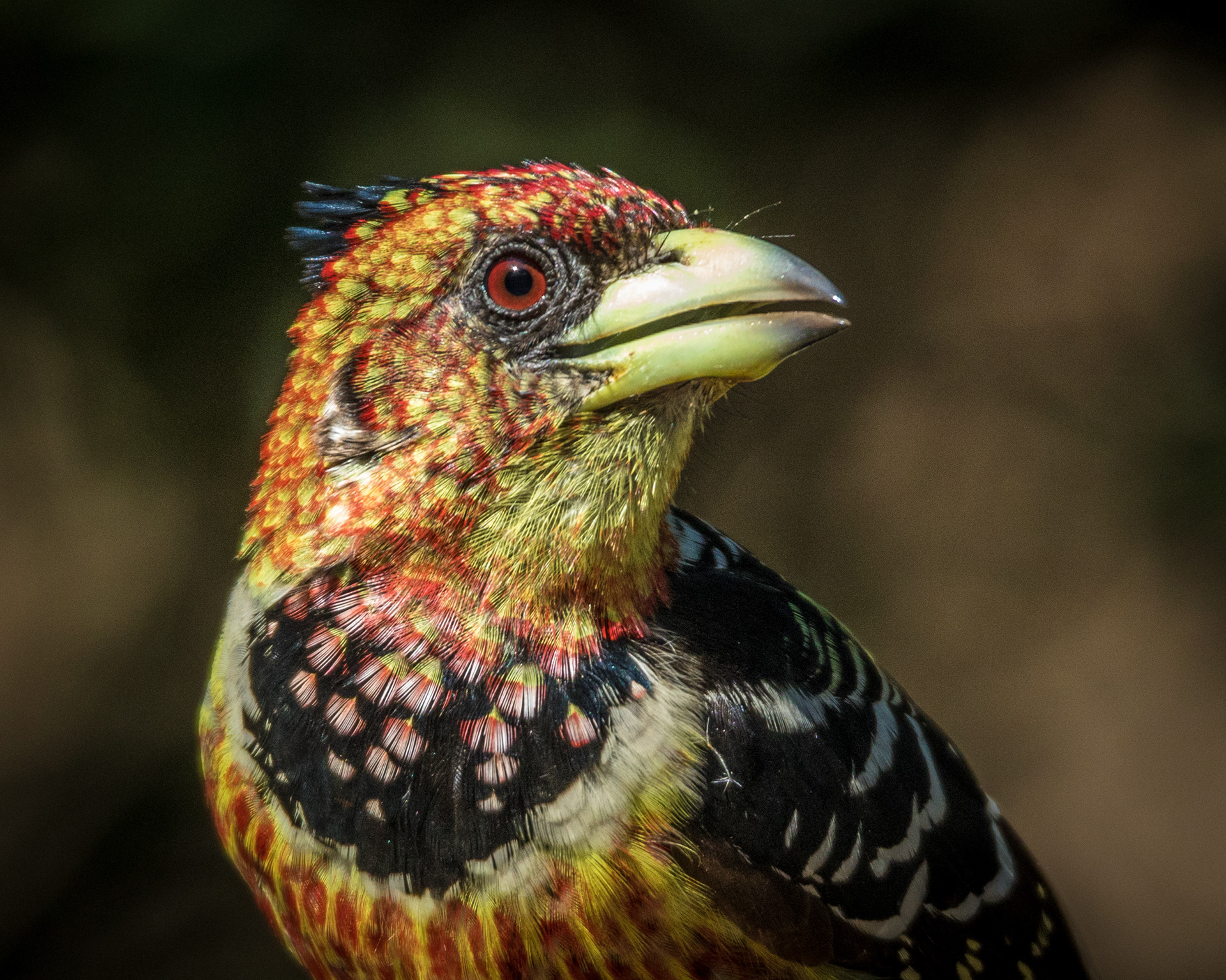 Crested Barbet - South Africa