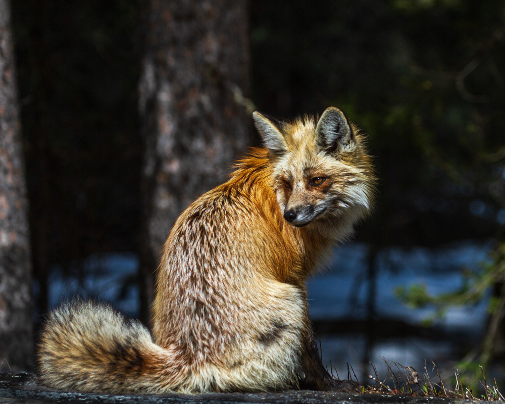 Red Fox - Wyoming