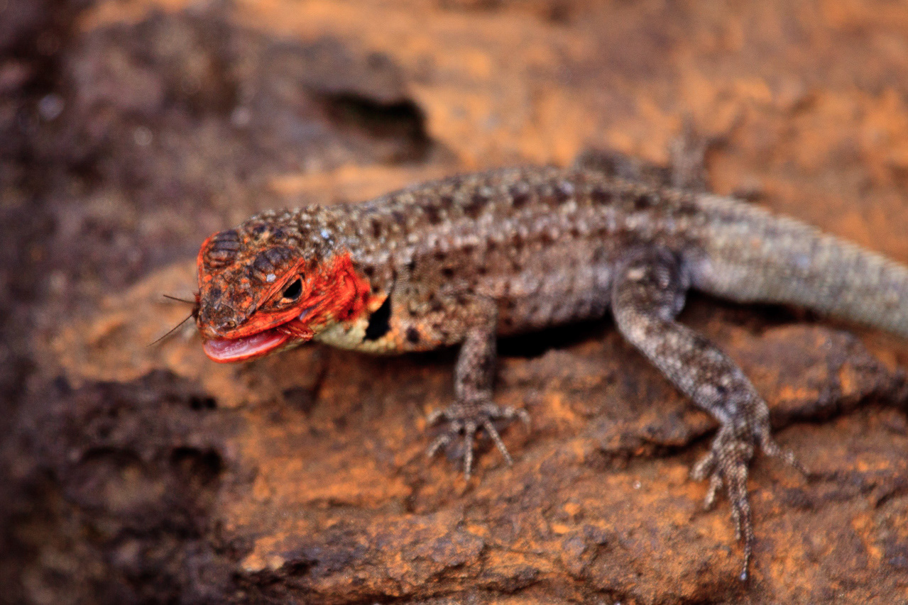 Lava Lizard - Galapagos Islands Ecuador